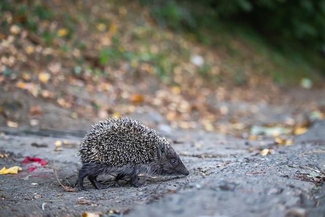 力的球员往 力的球员往